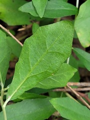 Tarlmounia elliptica