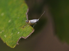 Leucoptera