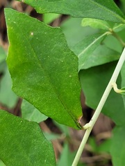 Tarlmounia elliptica