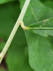 Tarlmounia elliptica