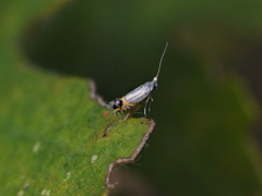 Leucoptera