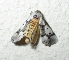 Schalidomitra ambages