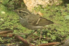 Phylloscopus inornatus