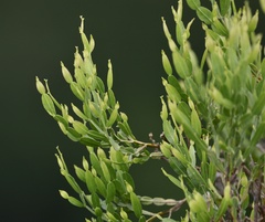 Baccharis articulata