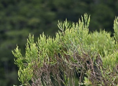 Baccharis articulata