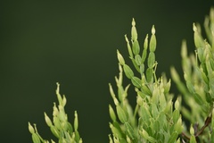 Baccharis articulata