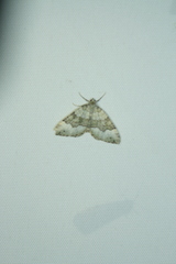 Colostygia aptata
