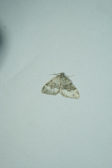 Colostygia aptata