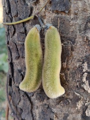 Mucuna pruriens