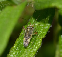 Closterotomus trivialis