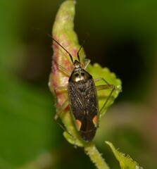 Closterotomus trivialis