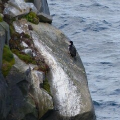 Leucocarbo magellanicus