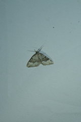 Colostygia aptata