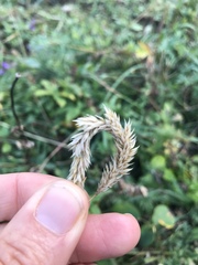 Phleum hirsutum