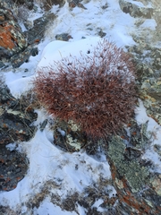 Oxytropis tragacanthoides
