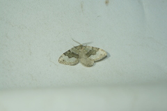 Colostygia aptata