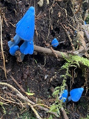 Entoloma hochstetteri