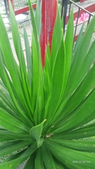 Pandanus amaryllifolius