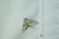 Colostygia aptata