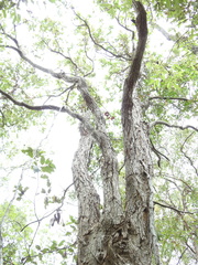 Angophora subvelutina