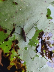 Limnometra