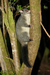 Trichosurus cunninghami