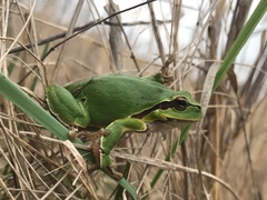 Hyla arborea