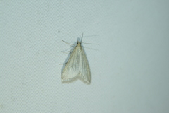 Udea lutealis