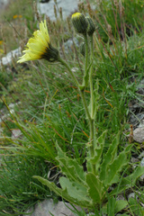 Schlagintweitia intybacea