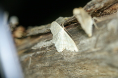 Scopula incanata