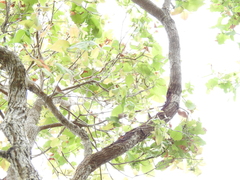 Angophora subvelutina