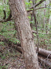 Angophora subvelutina