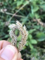 Phleum hirsutum