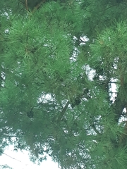 Pinus