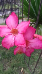 Adenium multiflorum