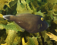 Eubalichthys bucephalus