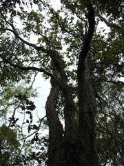 Angophora subvelutina