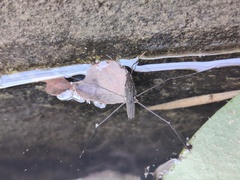 Limnometra