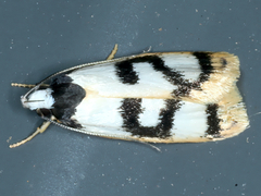 Eulechria sigmophora