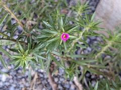 Portulaca grandiflora
