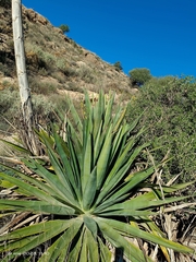 Agave fourcroydes