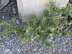 Portulaca grandiflora