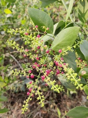 Salvadora persica