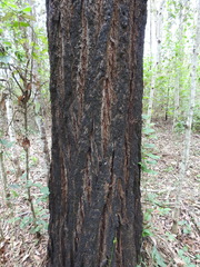 Eucalyptus siderophloia