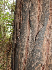 Eucalyptus siderophloia