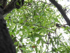 Eucalyptus siderophloia
