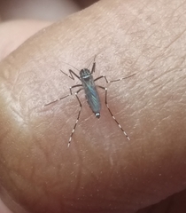 Stegomyia
