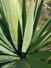 Agave fourcroydes