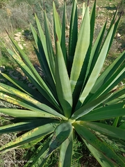 Agave fourcroydes