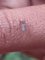 Stegomyia
